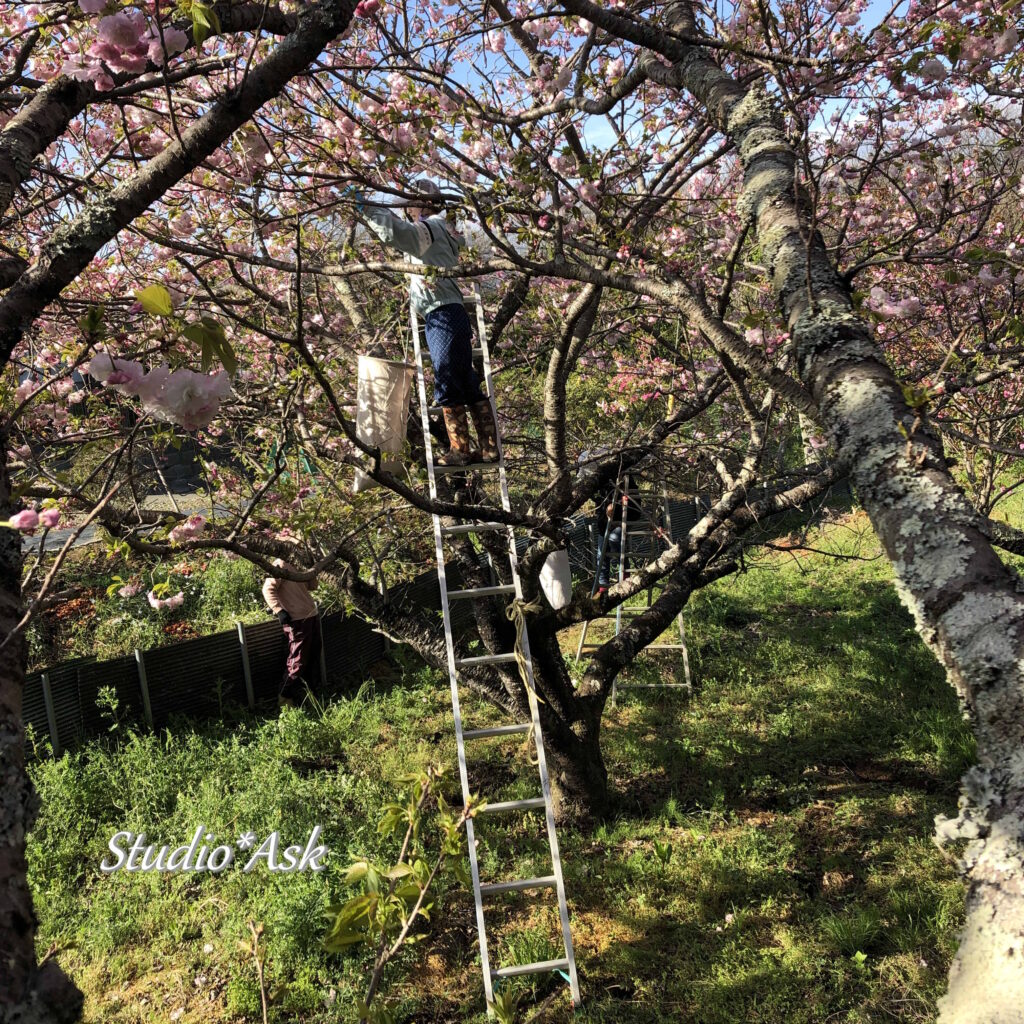 桜狩り　取り方