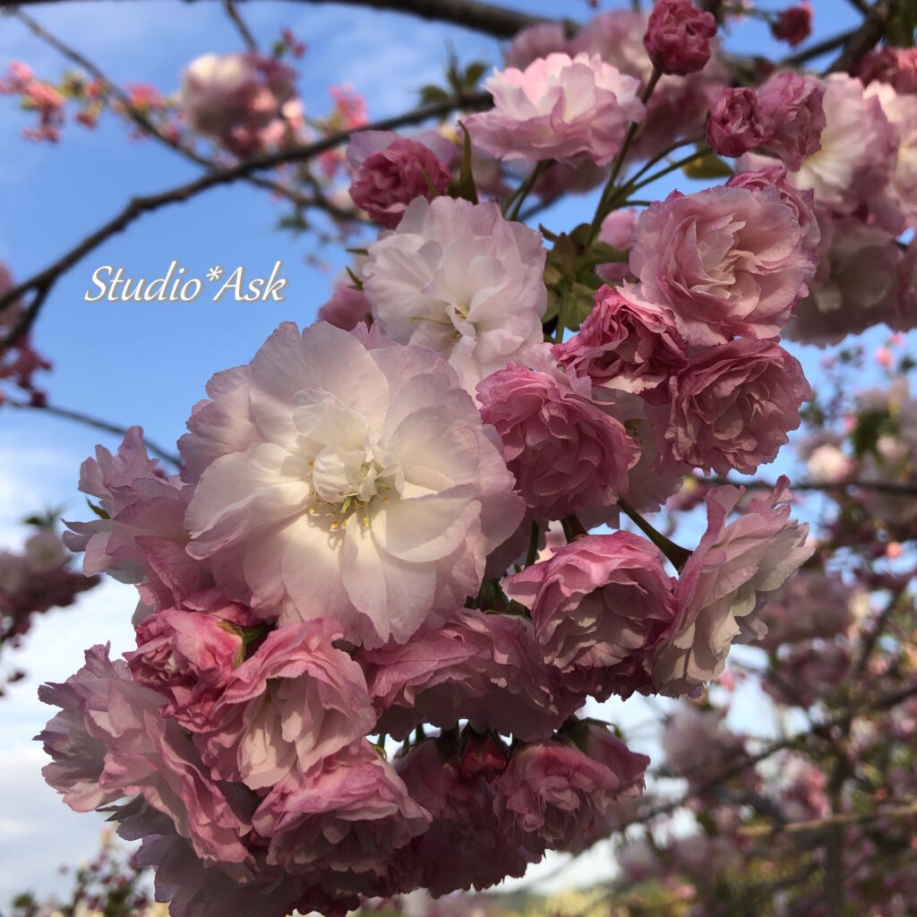 たわわに咲いている八重桜